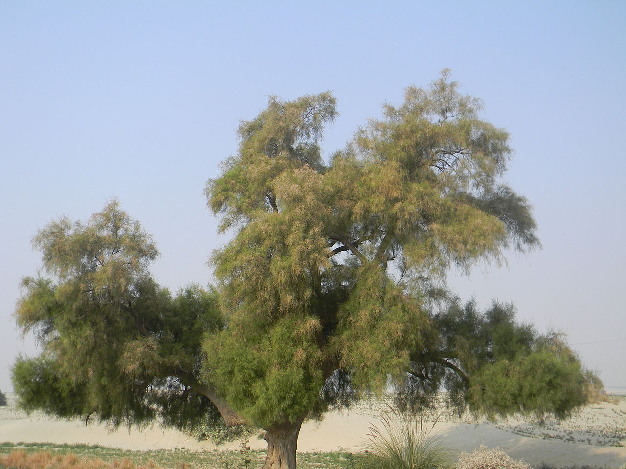 شجرة الأثل