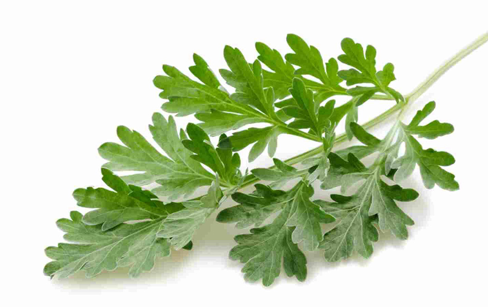 عشبة الشيبة