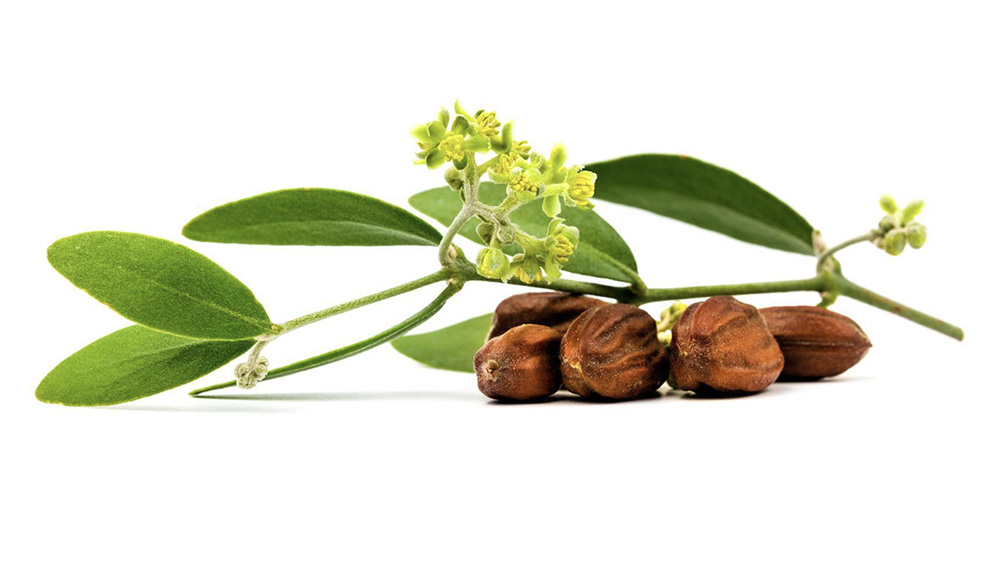 بذور نبات الجوجوبا