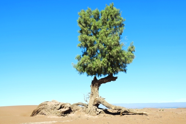 شجرة الأثل وفوائدها الطبية