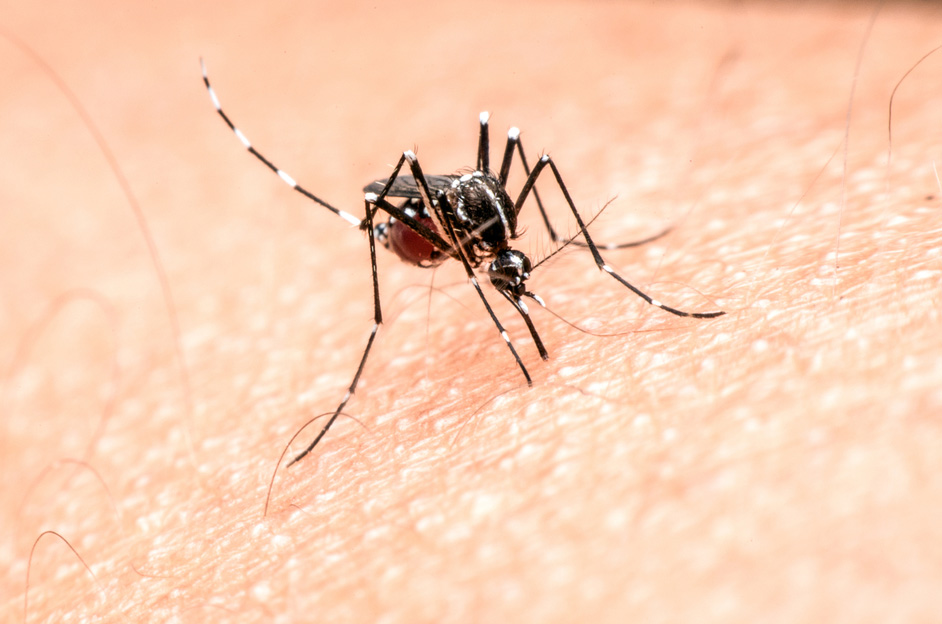 لماذا يلدغ البعوض أشخاص أكثر من آخرين