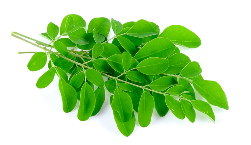 فوائد عشبة المورينجا