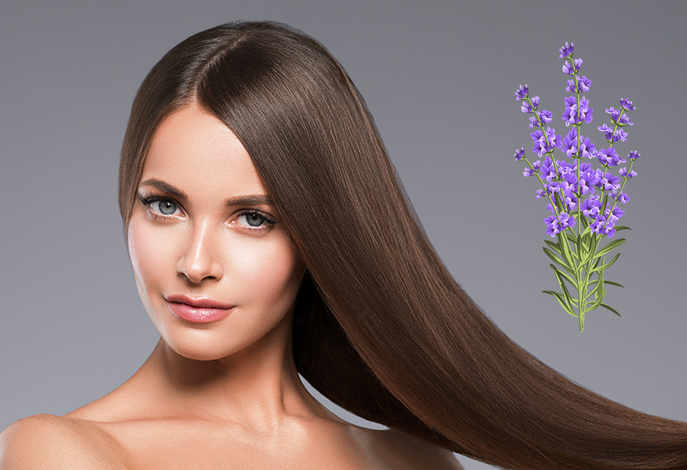 فوائد الخزامى للشعر