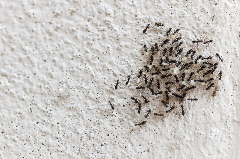 تجمع النمل على الإفرازات المهبلية