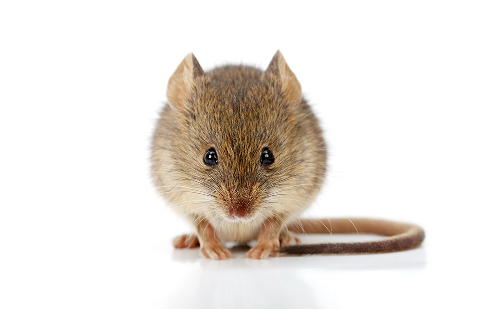 التخلص من الفئران في المنزل