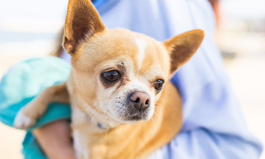 فوائد تربية الحيوانات الأليفة في المنزل