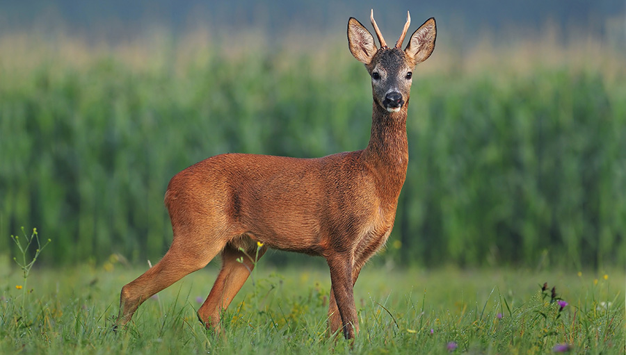 فوائد لحم الغزال