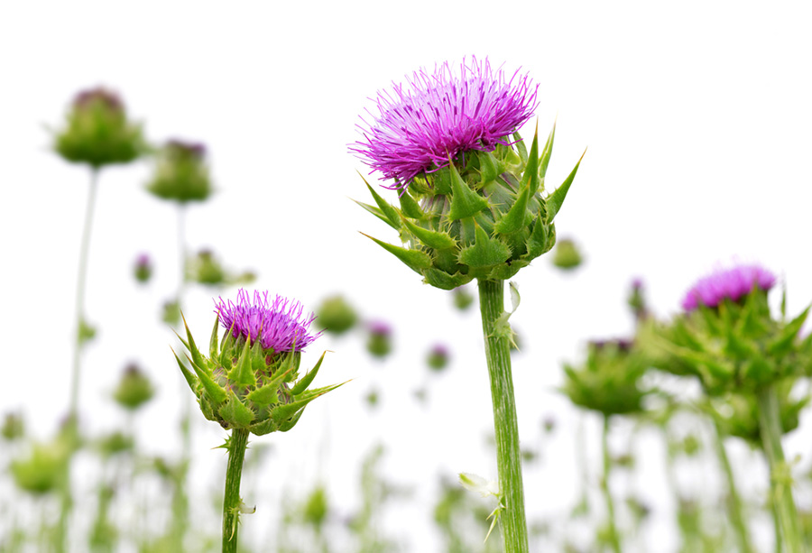 عشبة شوك الجمل