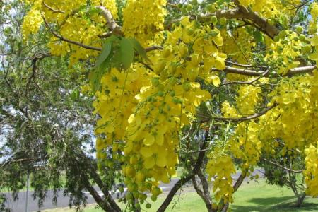 خيار الشمبر أو الخروب الهندي
