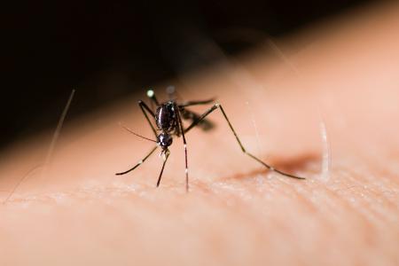 لدغة الناموس