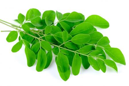 فوائد عشبة المورينجا