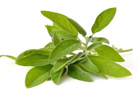 فوائد عشبة الميرمية