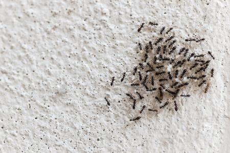 طرق التخلص من النمل في المنزل