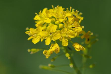 فوائد عشبة الوسمة للشعر