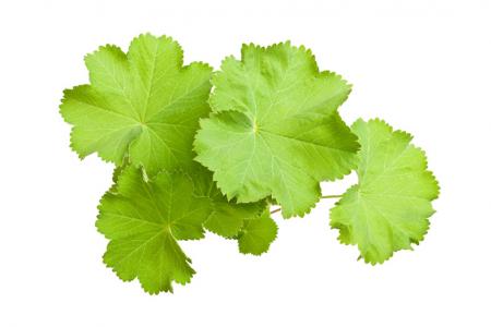 فوائد عشبة رجل الأسد