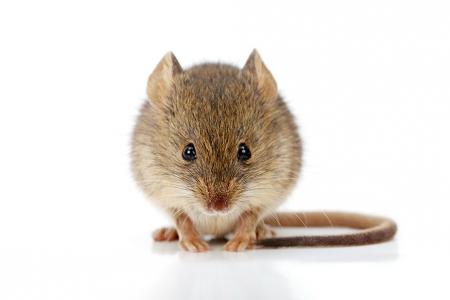 التخلص من الفئران في المنزل