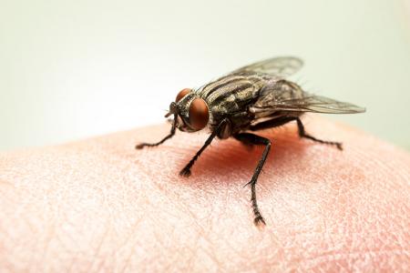 طرد الذباب من المنزل بدون رش