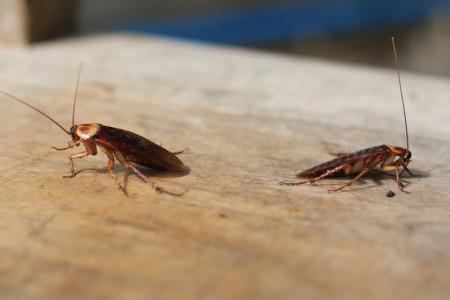 التخلص من الصراصير في المنزل