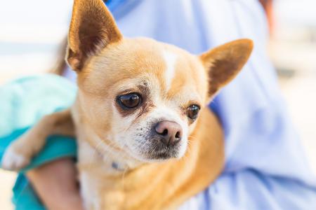 فوائد تربية الحيوانات الأليفة في المنزل