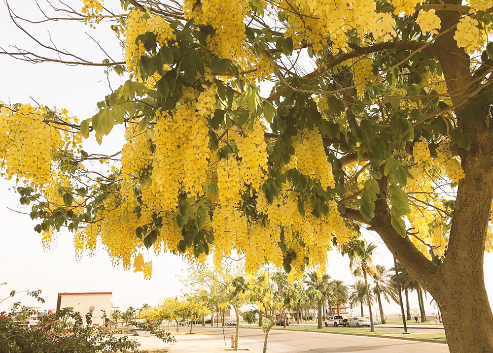 خيار شمبر , الخروب الهندي , كاسيا فستيولا , Cassia fistula , البكتر الهندي , قثاء هندي , بكير هندي