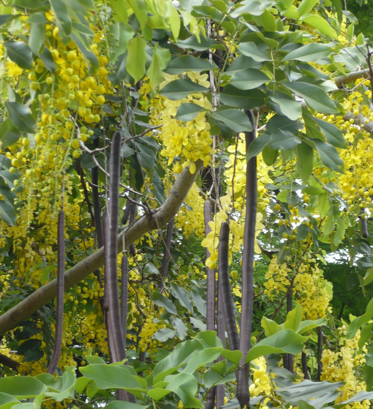 خيار الشمبر أو الخروب الهندي