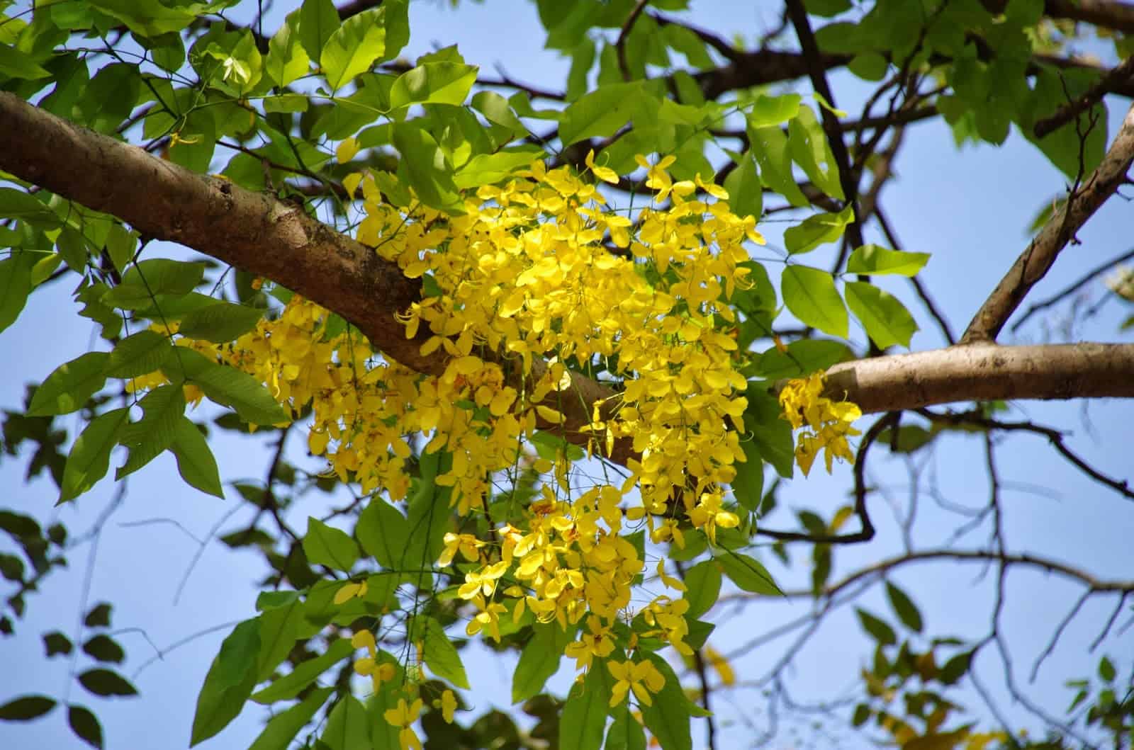 خيار الشمبر أو الخروب الهندي وفوائده الطبية